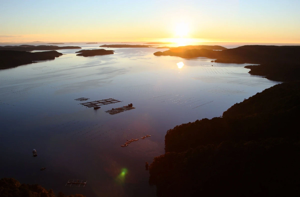 salmon mussel farm southland