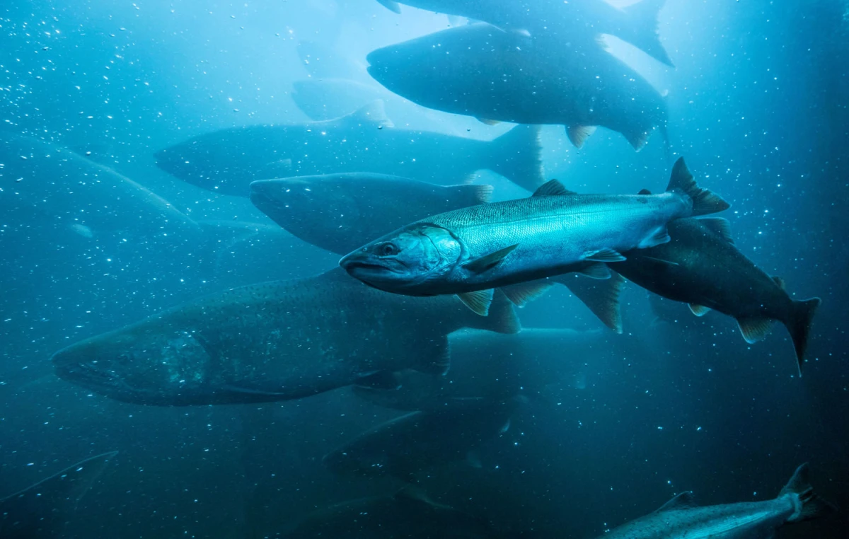 swimming fish