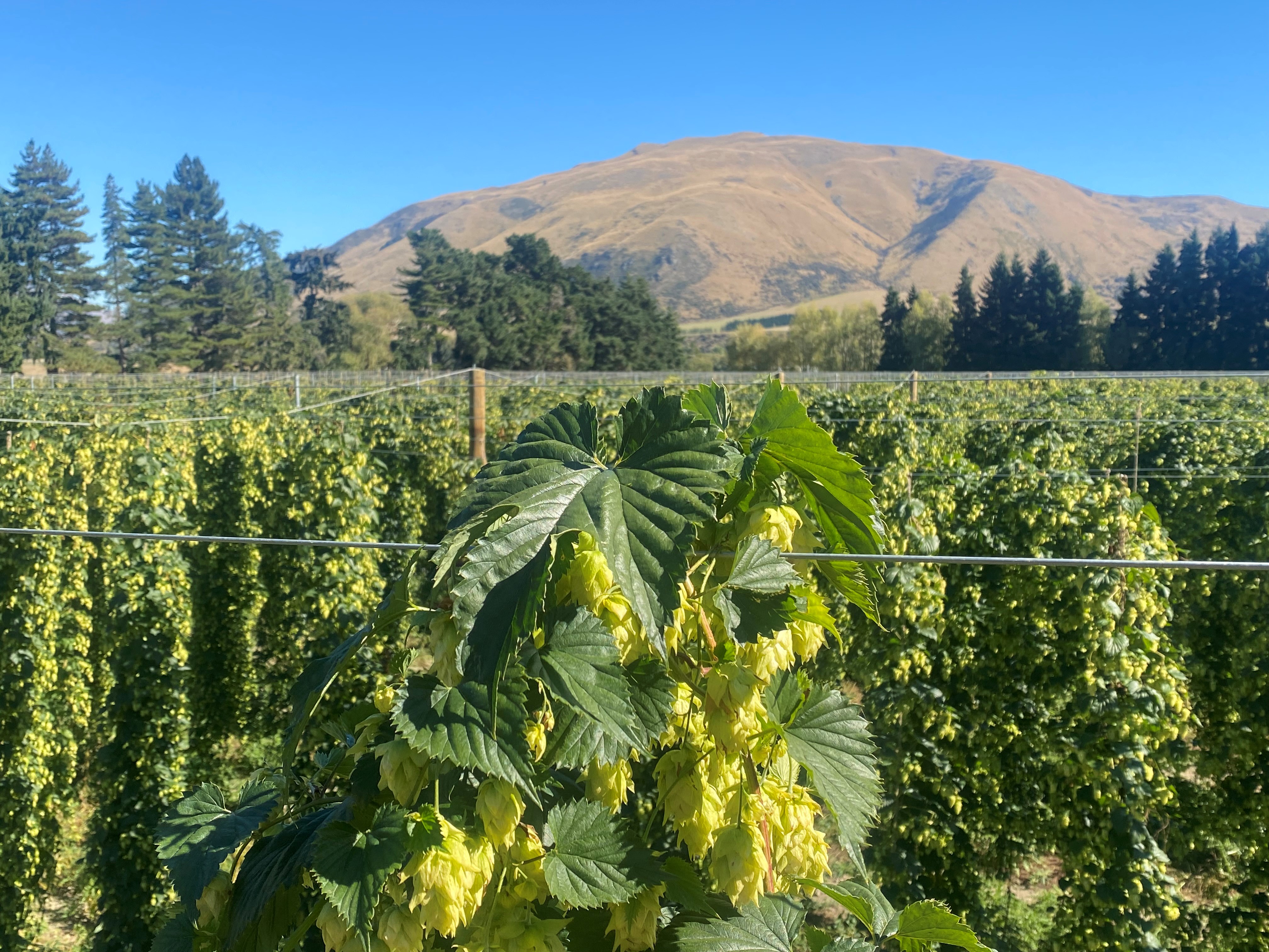 Government loans $2.5 million for Southland hops hub